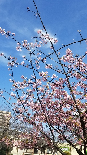 河津桜満開！
