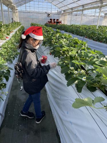 1月15日は「いちごの日」