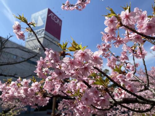 河津桜✿