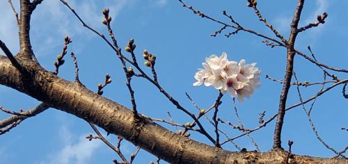 隅田川 桜開花情報