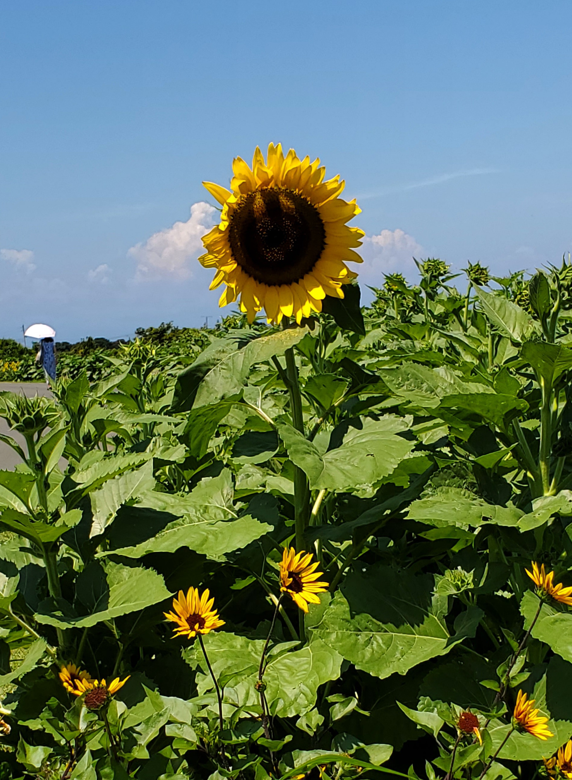 ☀️暑中お見舞い申し上げます