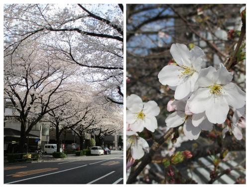 桜が見事に咲いています