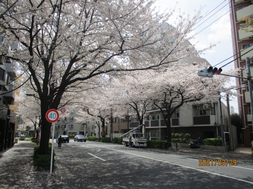 桜が満開です