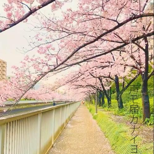 大横河沿い千本桜並木