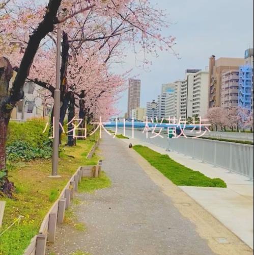 小名木川沿い桜散歩