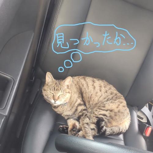 冬の初めの猫たちは・・・