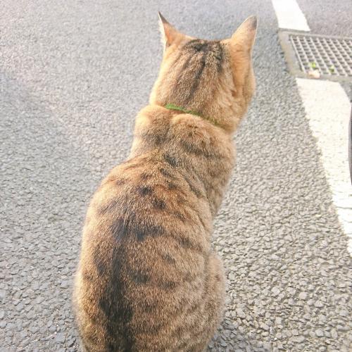 ミーちゃん　永眠しました。　