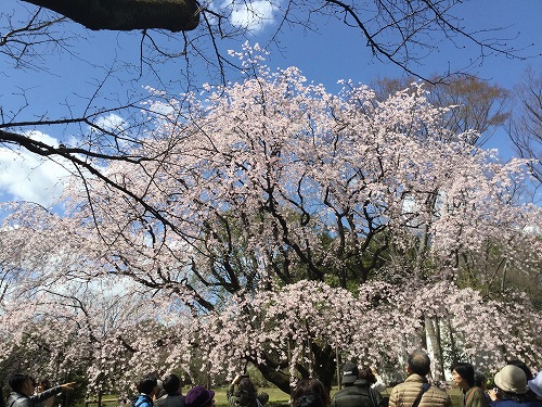 飛鳥山から古河庭園，六義園の桜