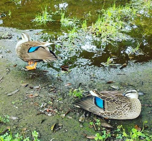 桃井原っぱ公園にカルガモ｜タクシー求人杉並区