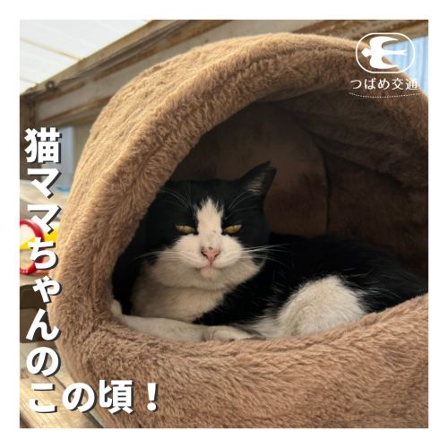 猫ママちゃんのこの頃