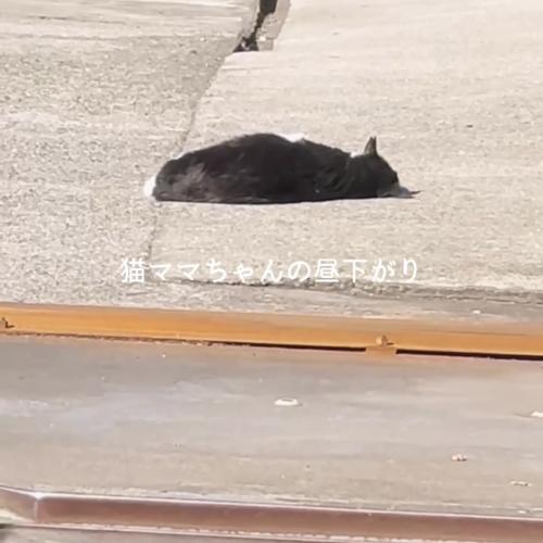 猫ママちゃんの昼下がり