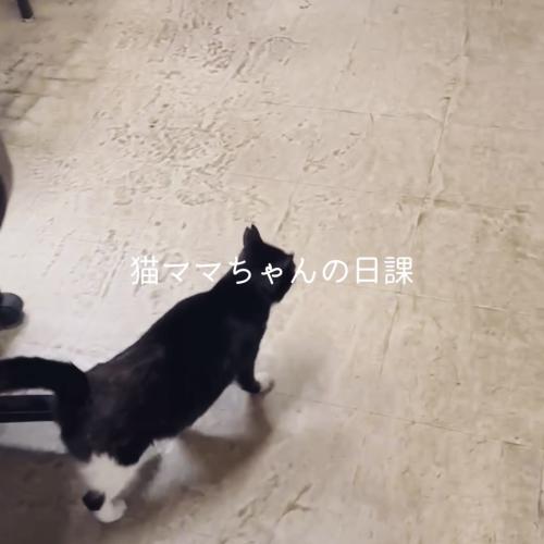 猫ママちゃんの日課