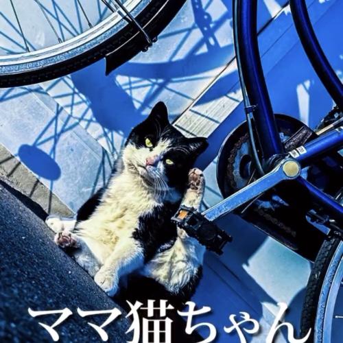 猫ママちゃん2023年まとめ