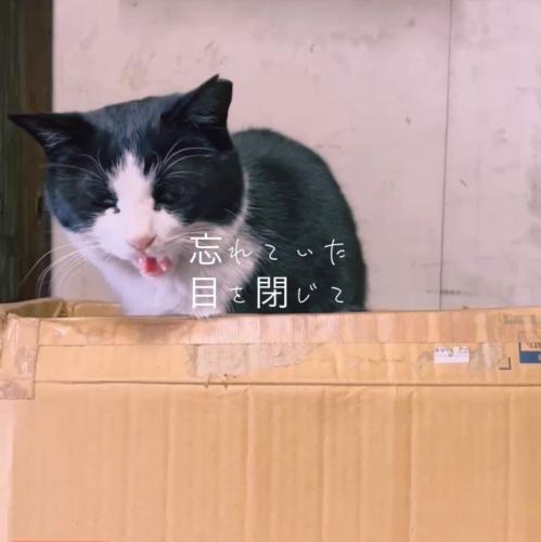 最近の猫ママちゃん