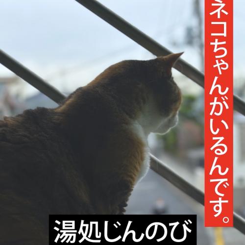 ねこさんぽ最強スポット。猫がいる銭湯。