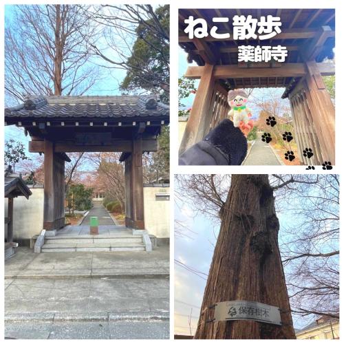 【ねこ散歩】木々の住むお寺