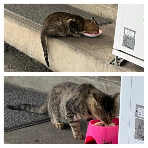 【新しい野良猫ちゃん】最近の猫ちゃん事情♪