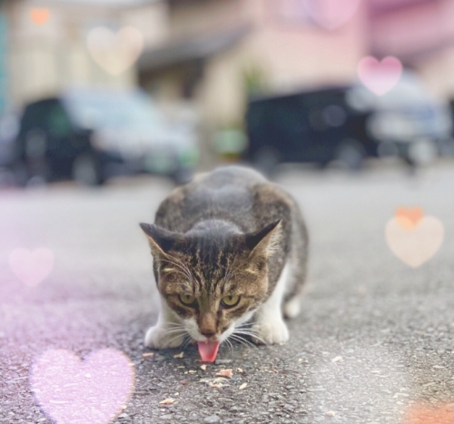 つばめ交通の猫ちゃん成長記録(´・ω・｀)その２