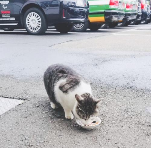 【無事に帰還】帰ってきたシャークン！