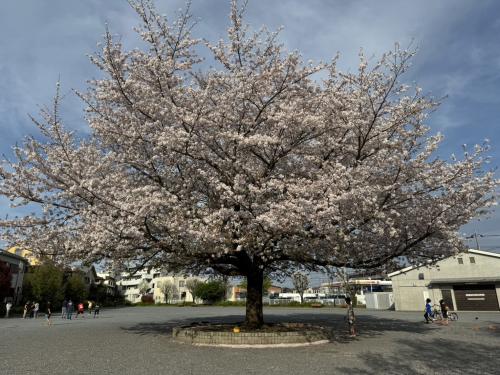 こんな雨の日には満開の桜を。