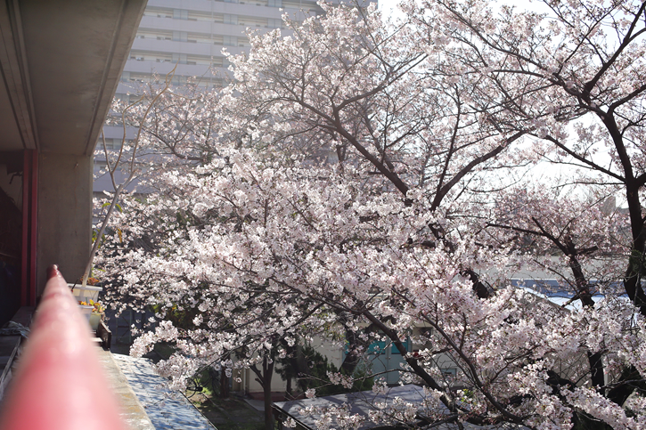 会社駐車場から見える桜。