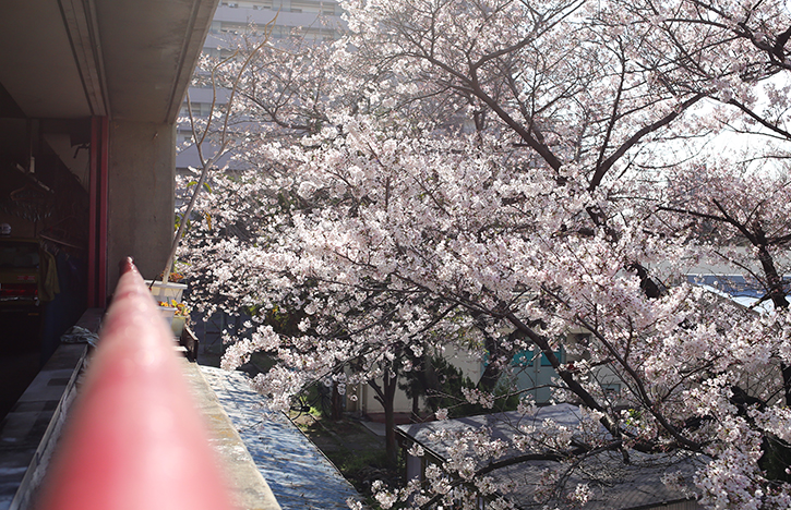 駐車場からも綺麗な桜が見えます