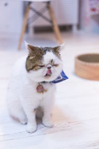 にゃん太郎くん